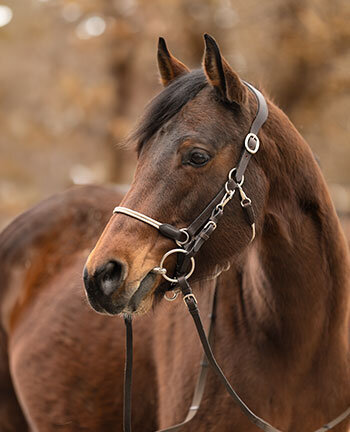 Horse Trekking Bridles & Accessories