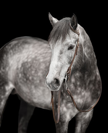 One-Ear & Two-Ear Headstalls