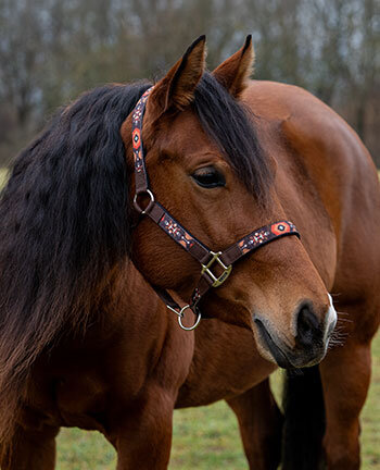 Western Horse Headcollars & Lead Ropes