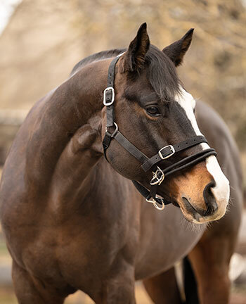 Headcollars