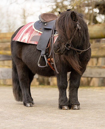 Western Ponies