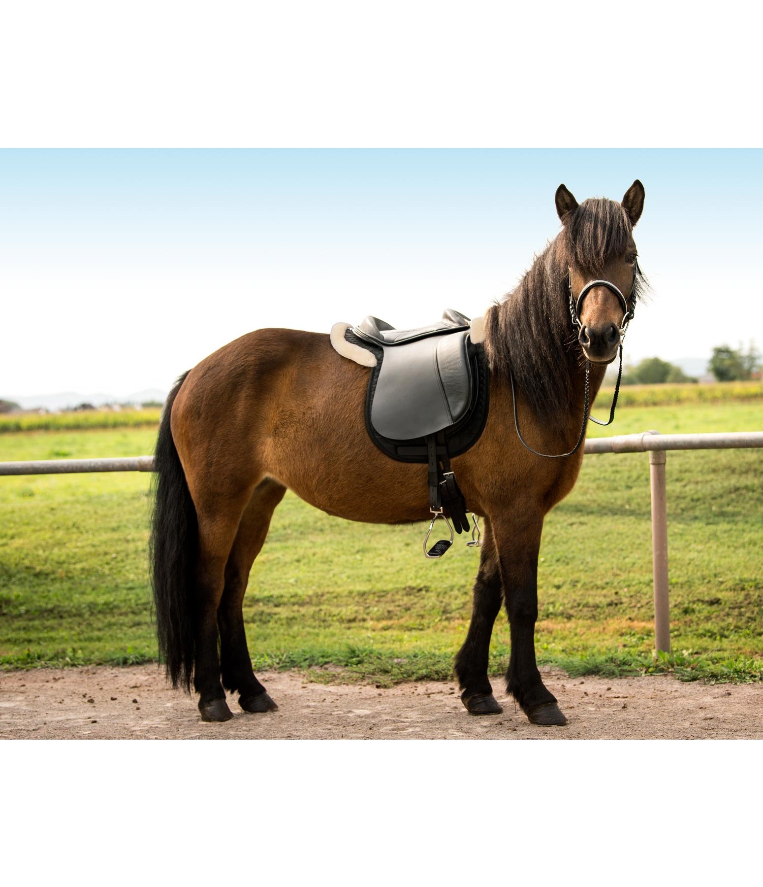 Riding Pad Tölt - Saddles & Saddle Accessories - Kramer Equestrian