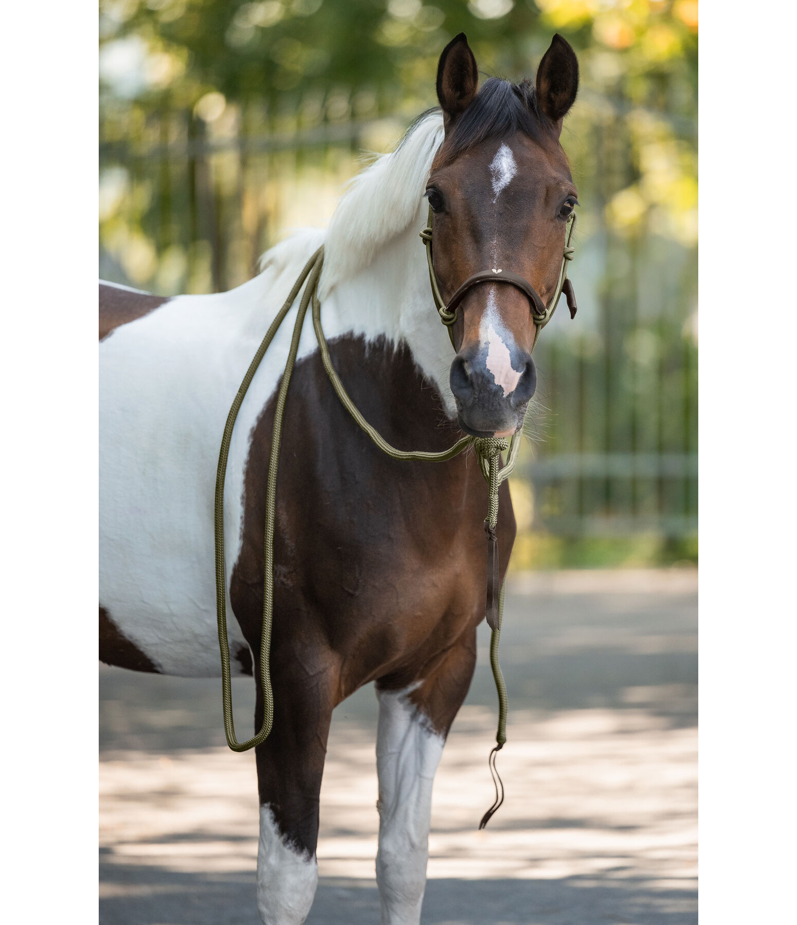 Knot Rope Halter Merano with Mecate
