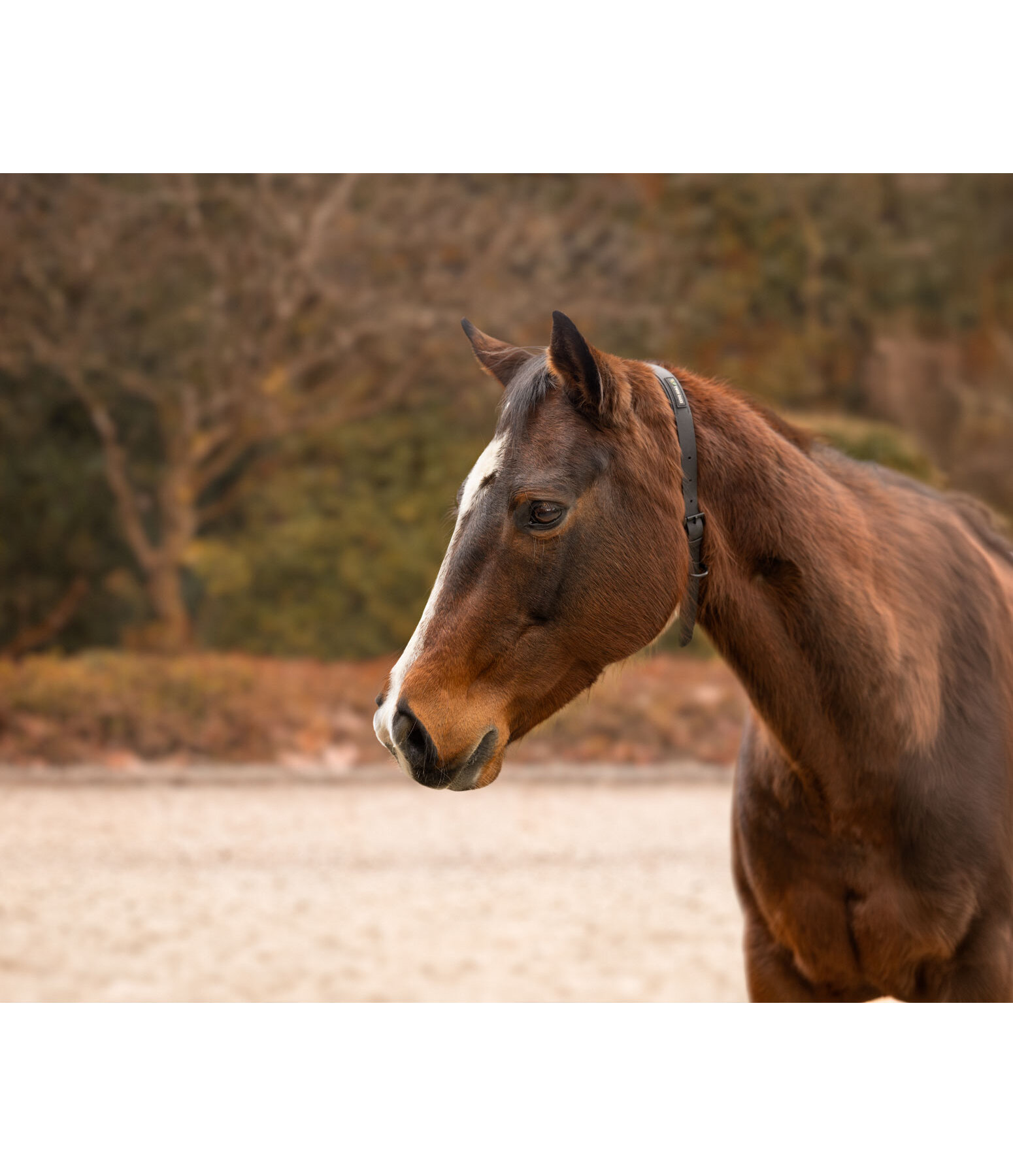 Horse Neck Strap Loki