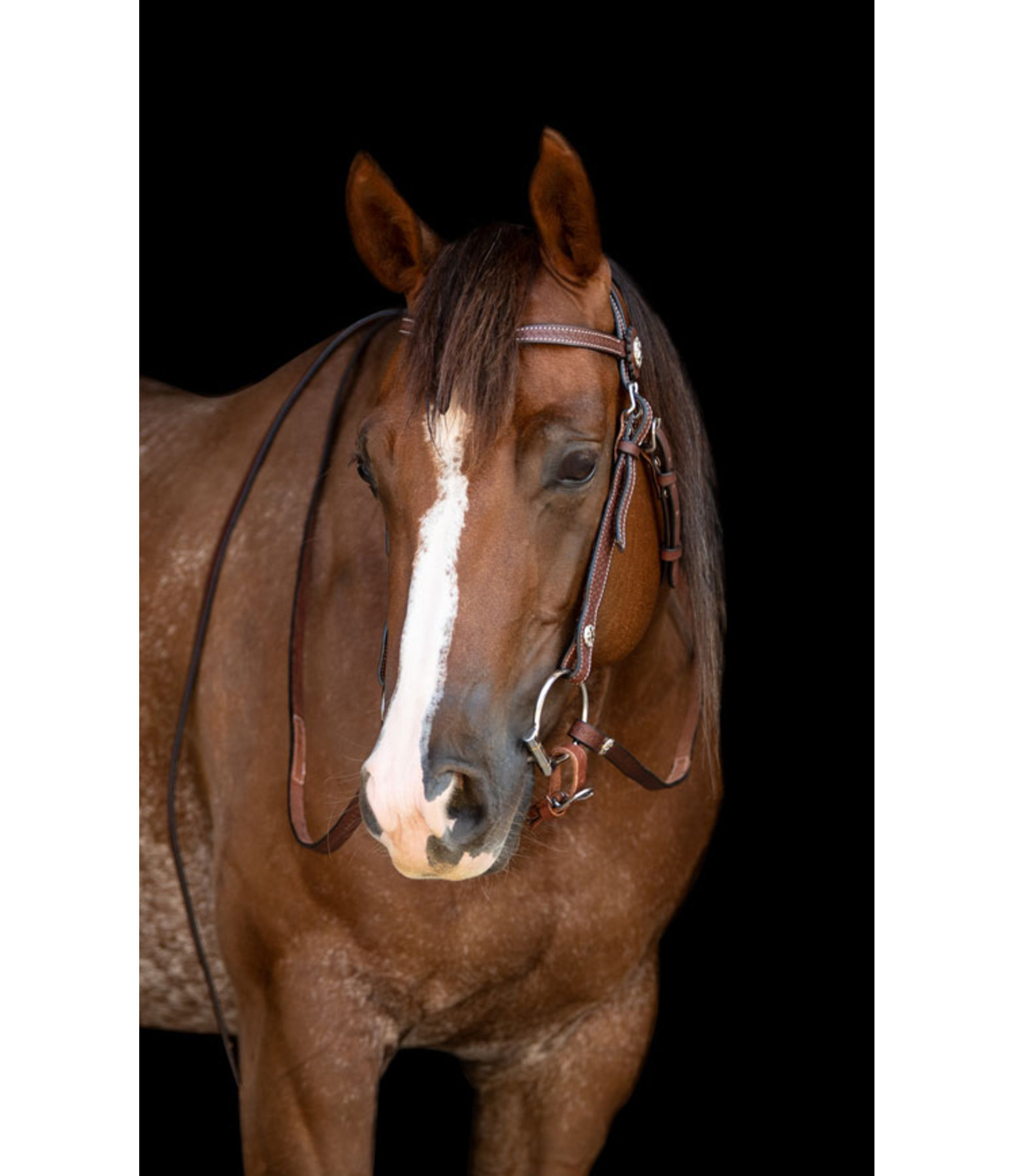 CHALLENGER Western Lederzügel 2,4 M - Pferdezügel Mit Türkisen Steinen Für Show Und Trail