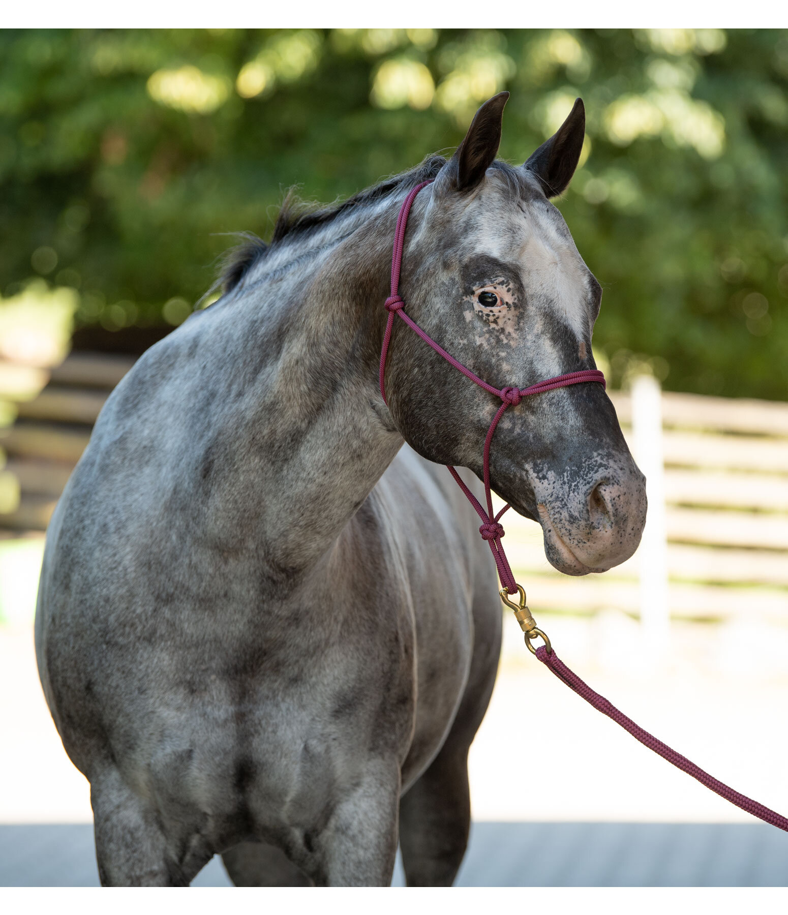 Quality Rope Halter