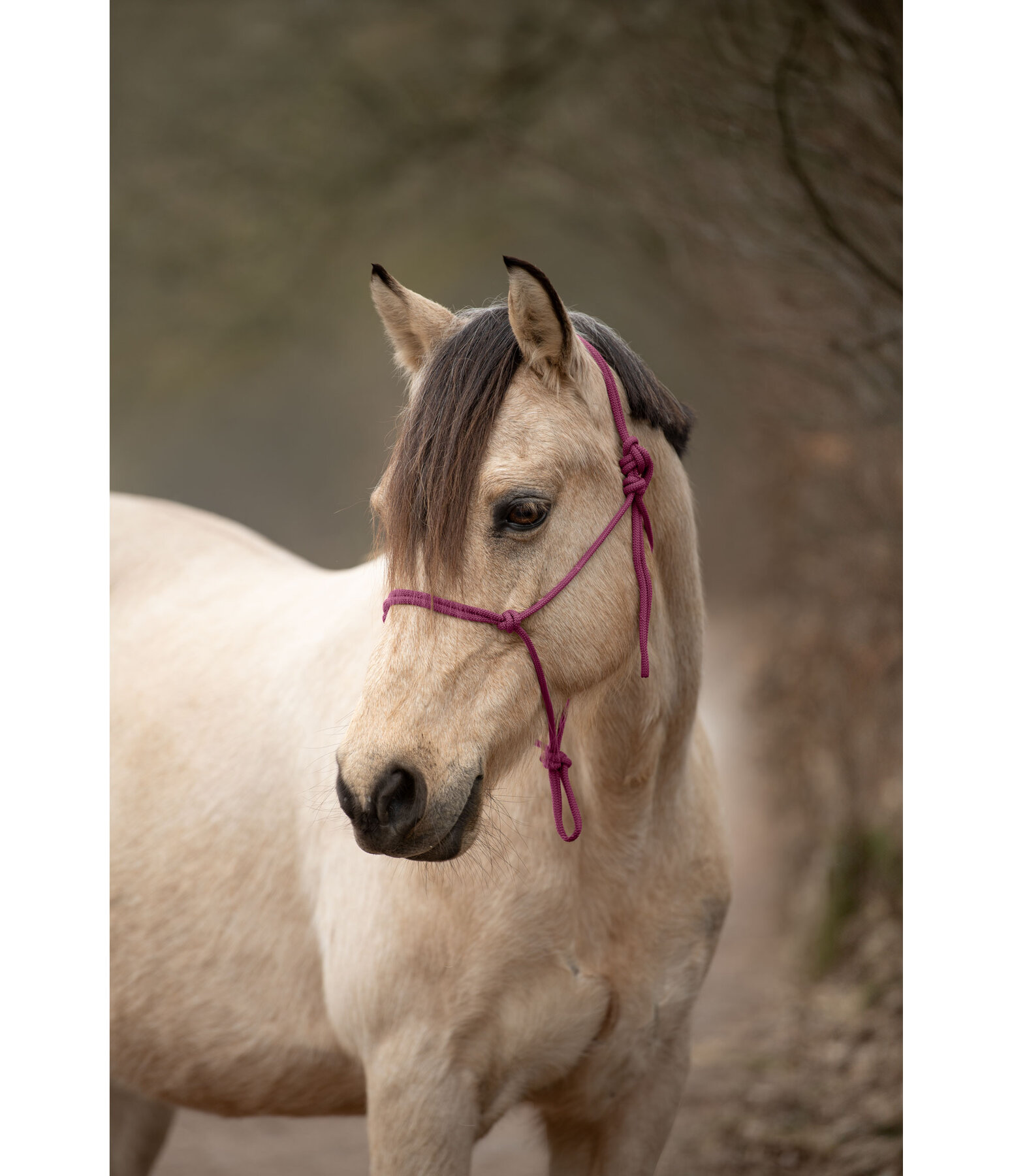 Quality Rope Halter