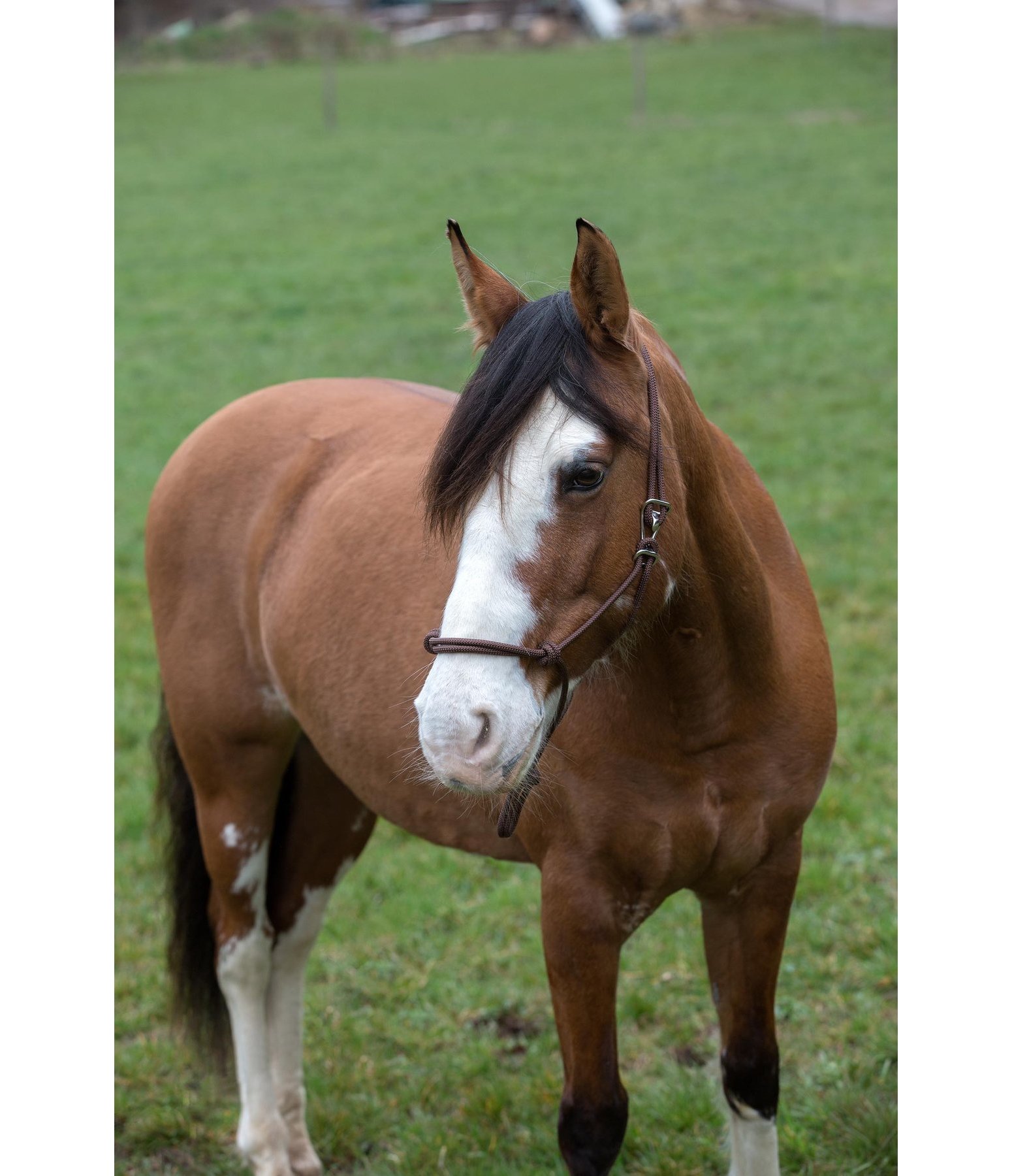 Rope Halter Quick Release Horse Groundwork Kramer Equestrian