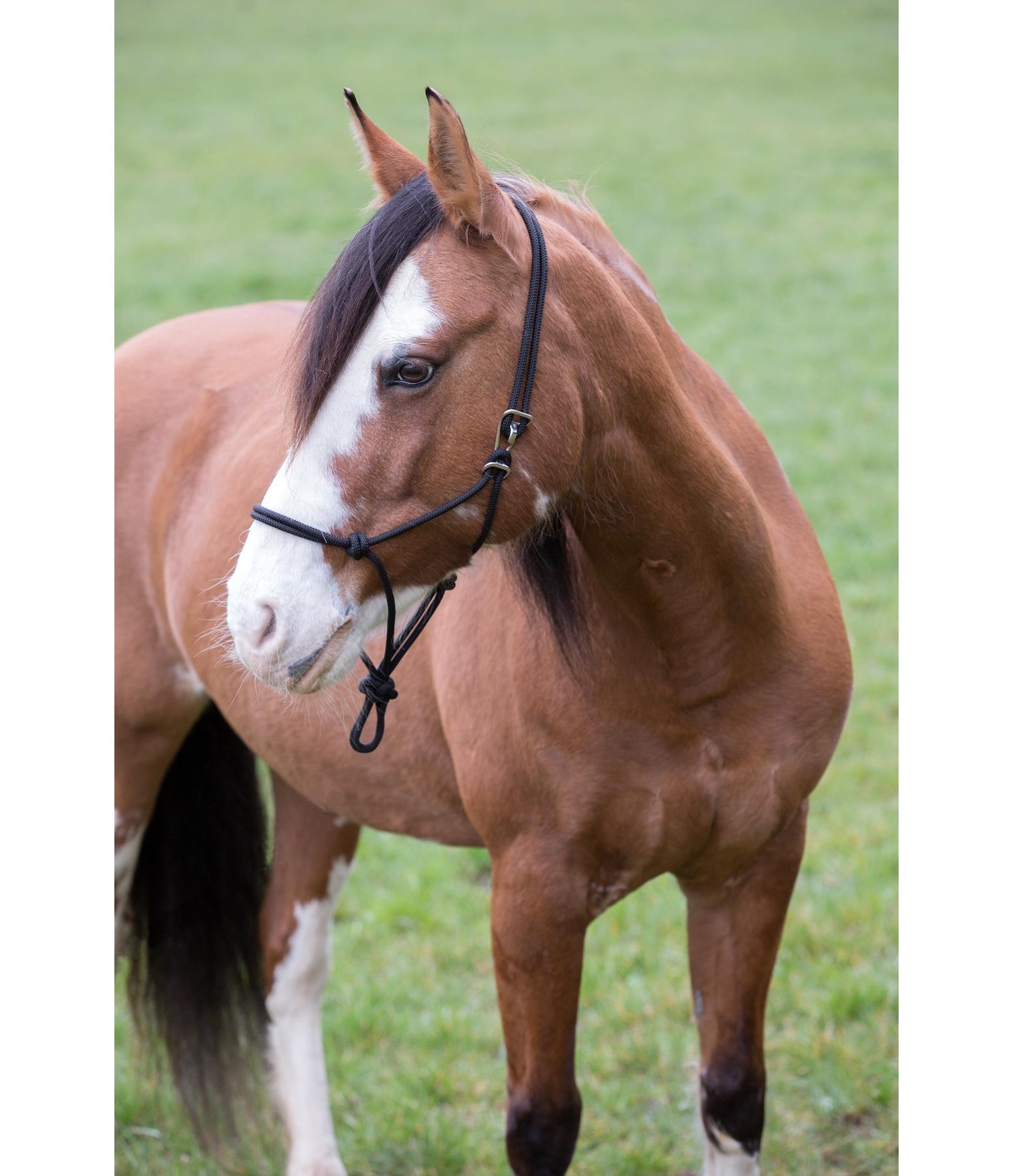 Rope Halter Quick Release Horse Groundwork Kramer Equestrian