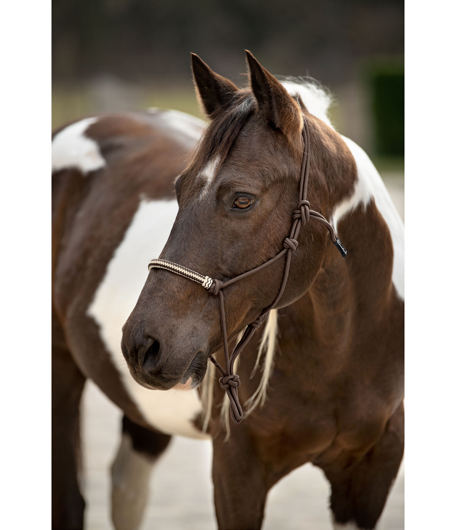 Rope Halter Nic