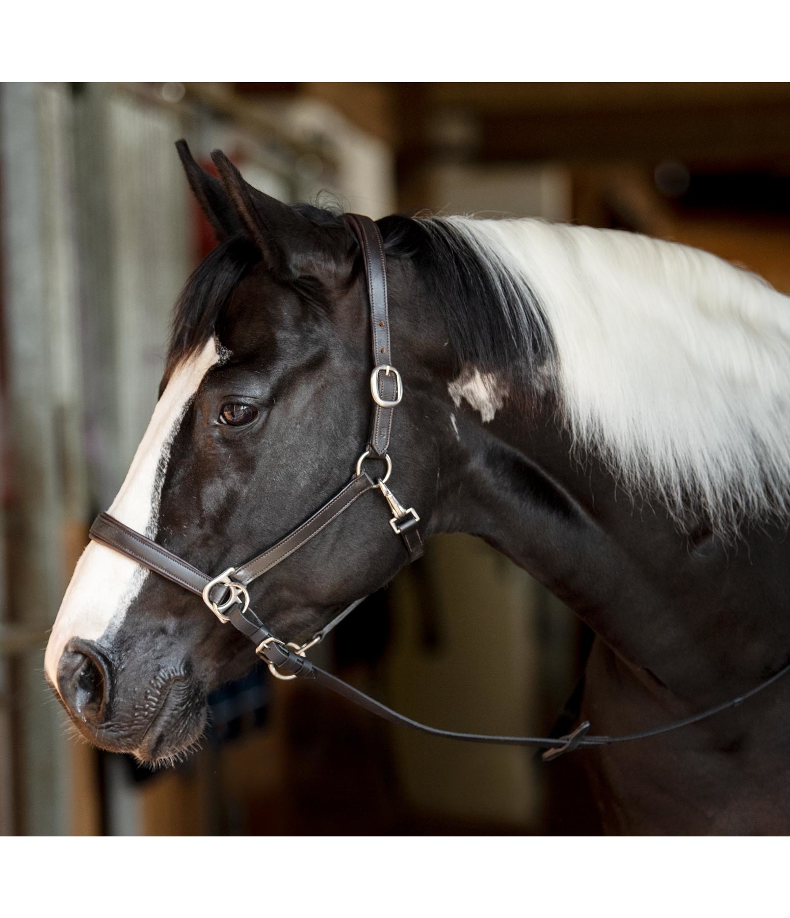 Horse Trekking Sidepull