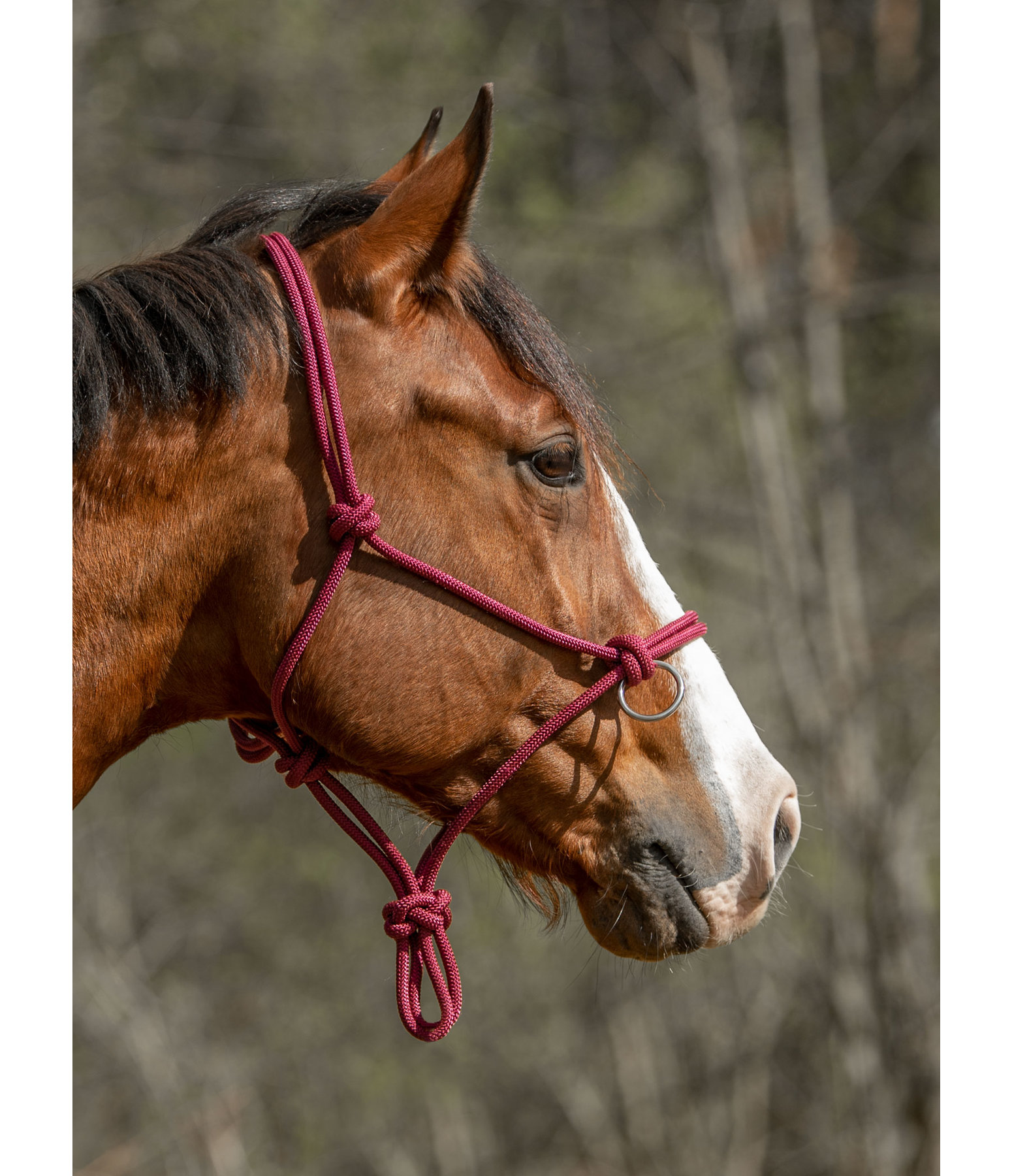 Rope Halter with Rings Luke Ropehalters Kramer Equestrian