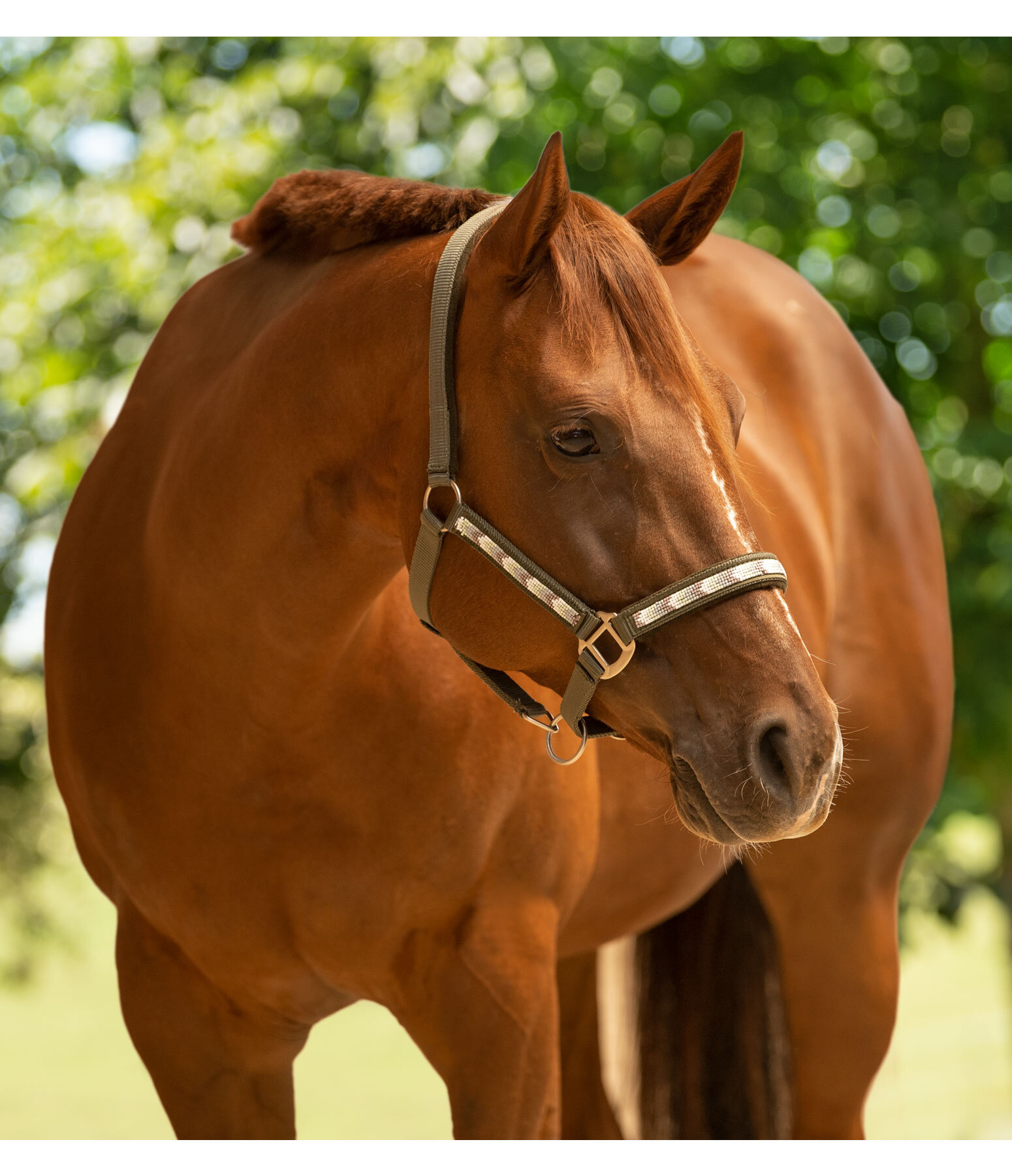 Halter Stone