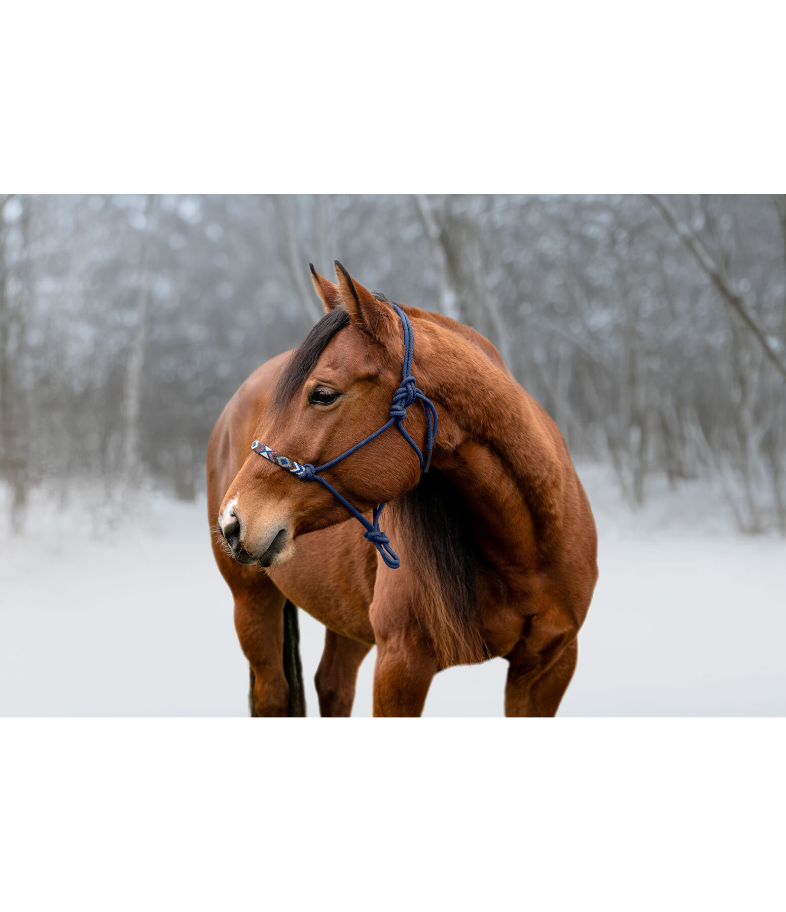Rope Halter Beaded