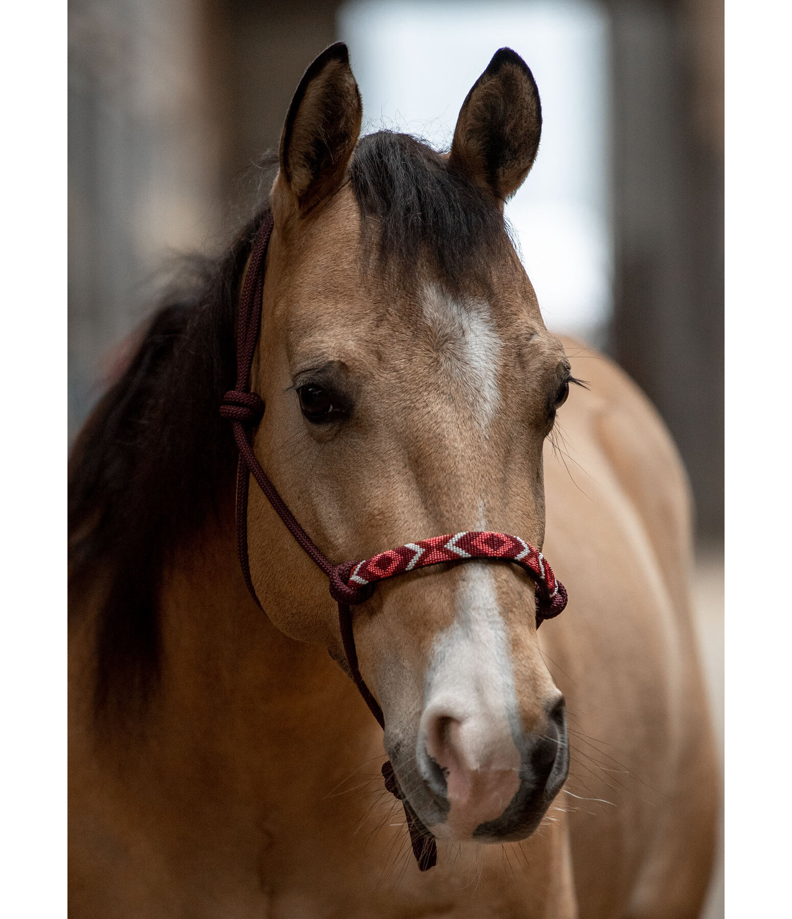 Rope Halter Beaded