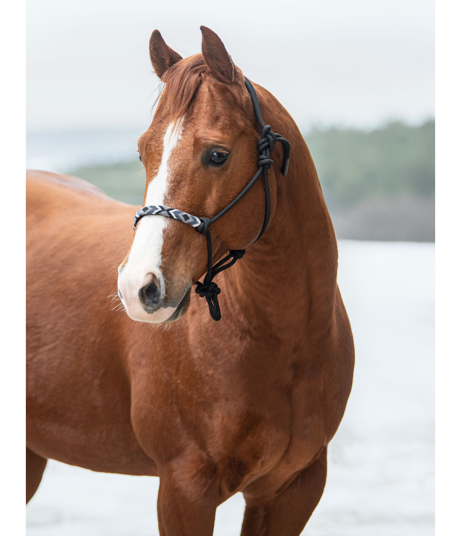 Rope Halter Beaded