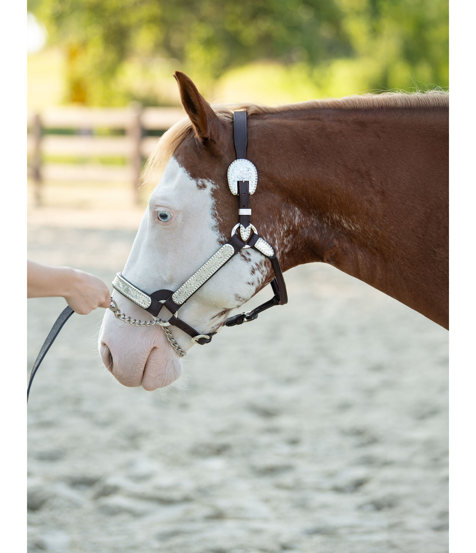 Show Halter