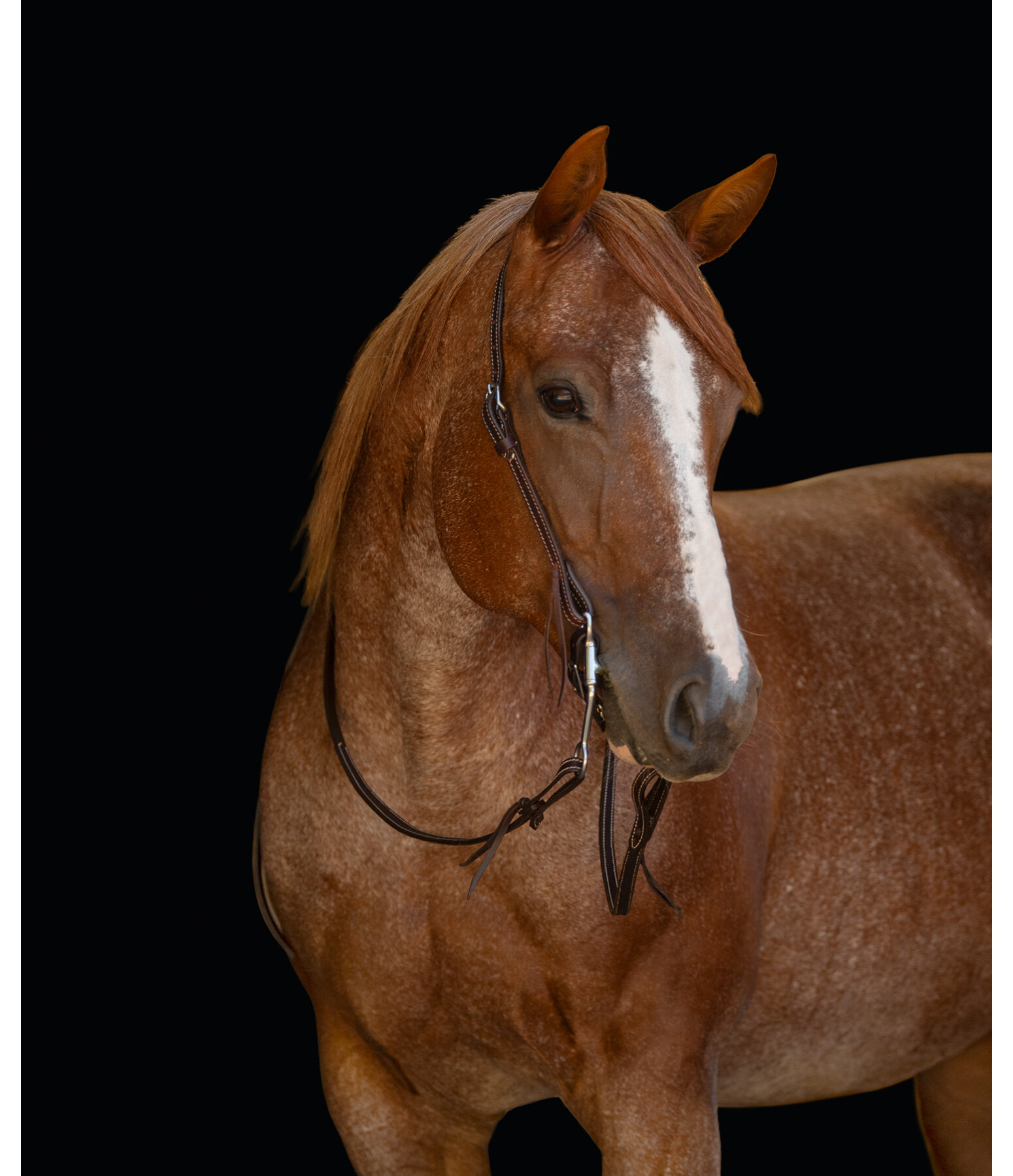 One Ear Headstall Basic