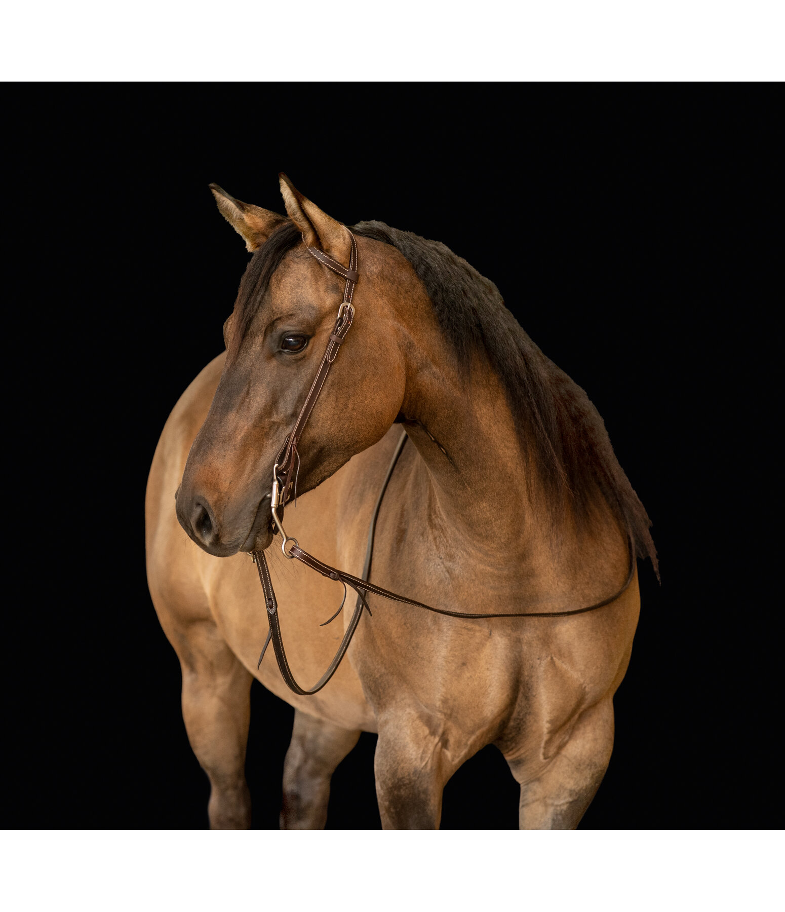 One Ear Headstall Basic