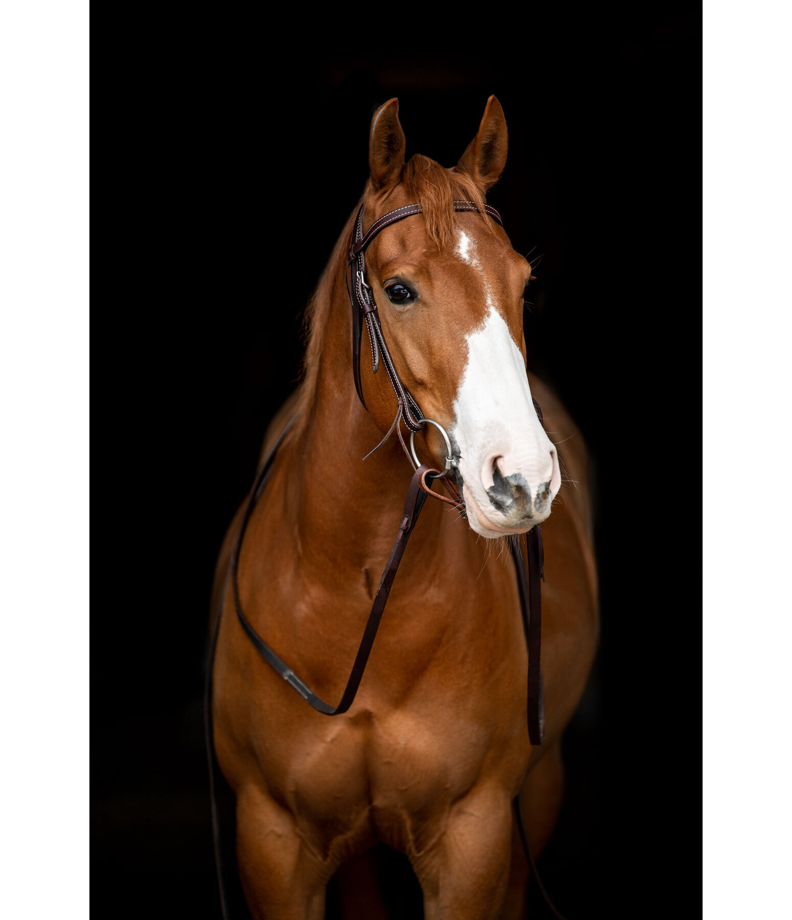 Western Headstall Basic