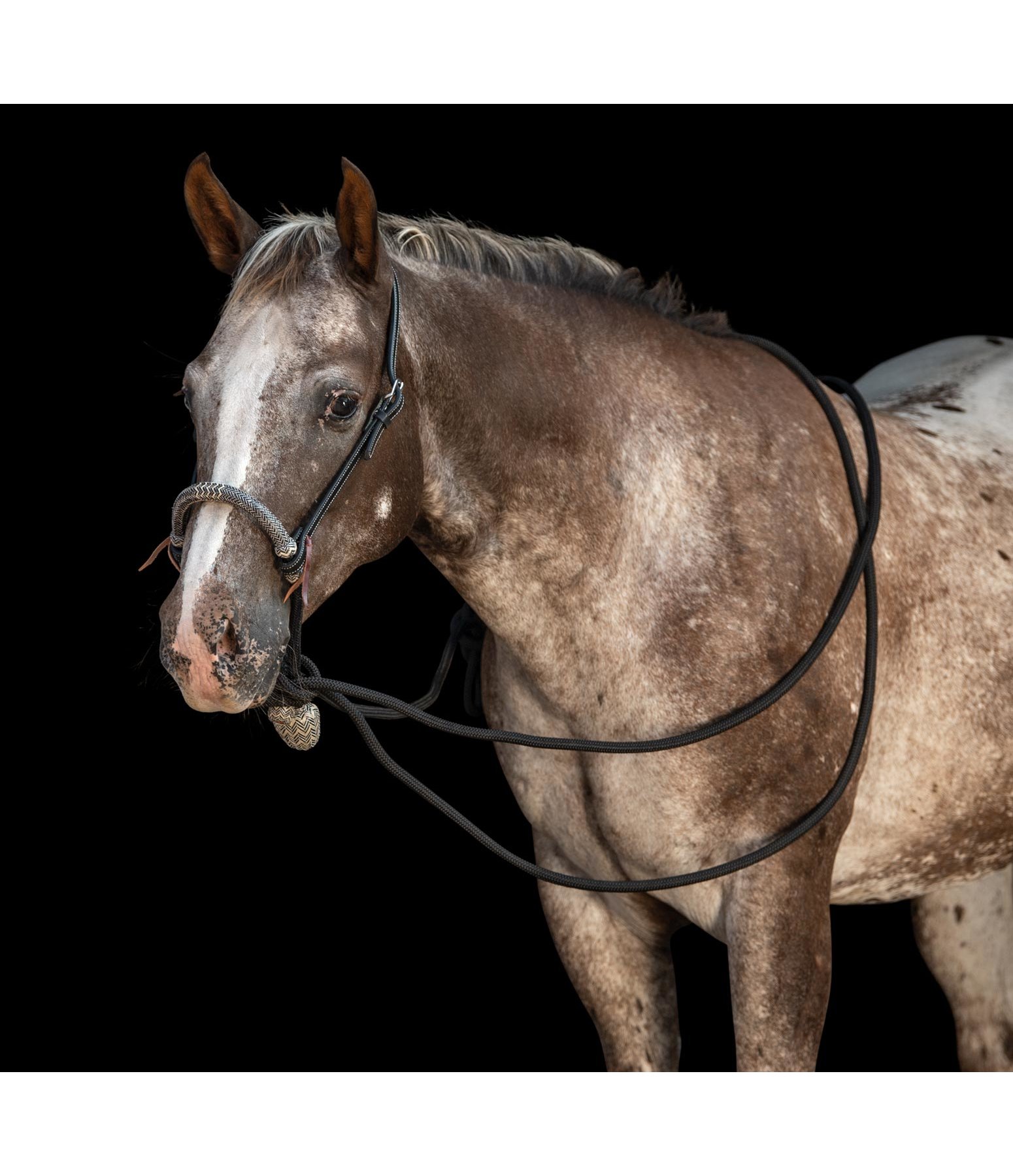 BosalSet Nash Bitless Bridles Kramer Equestrian