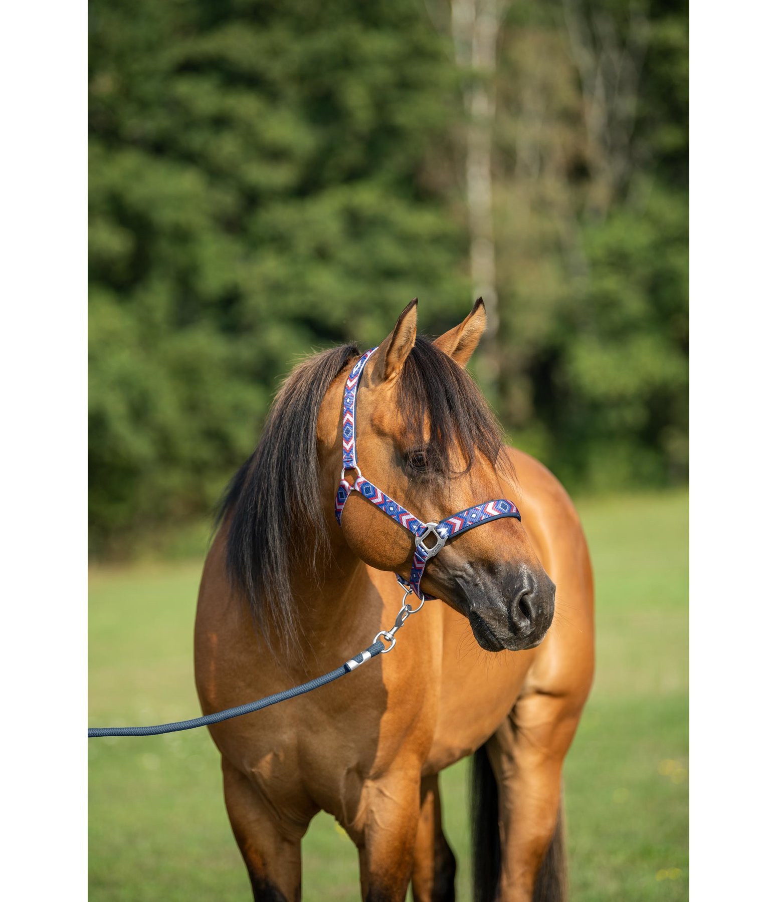 Horsemanship Rope Barrie