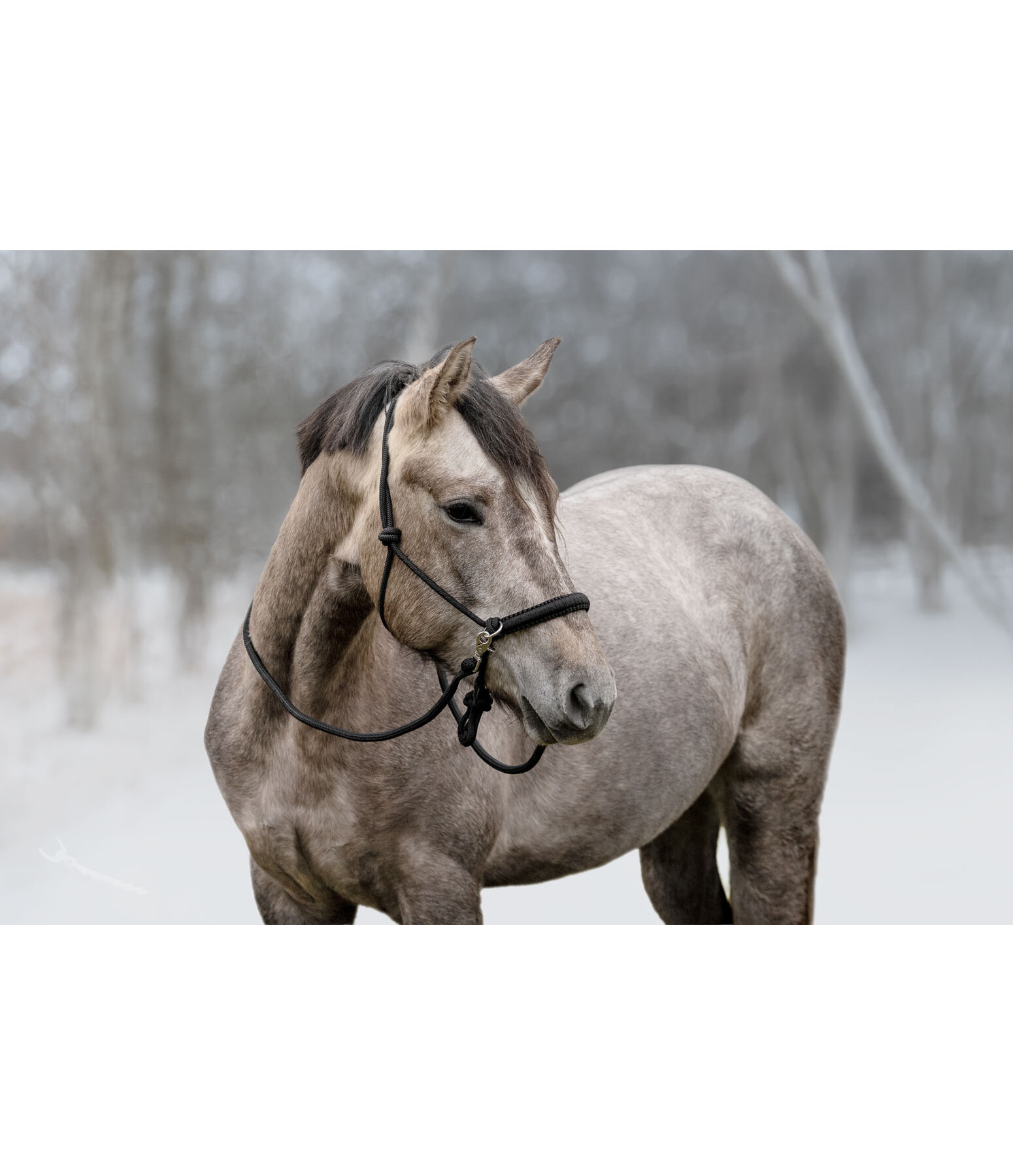 Rope Halter Set All-in-One