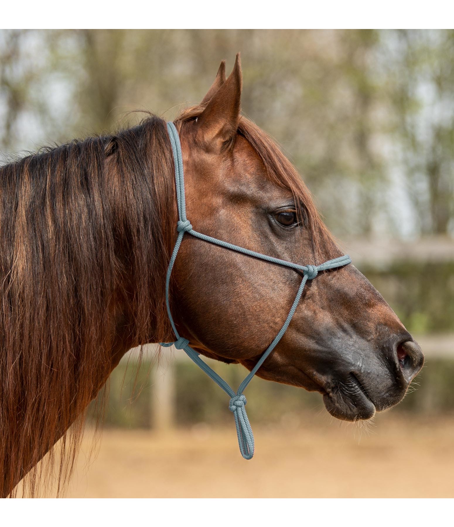 Rope Halter Bo