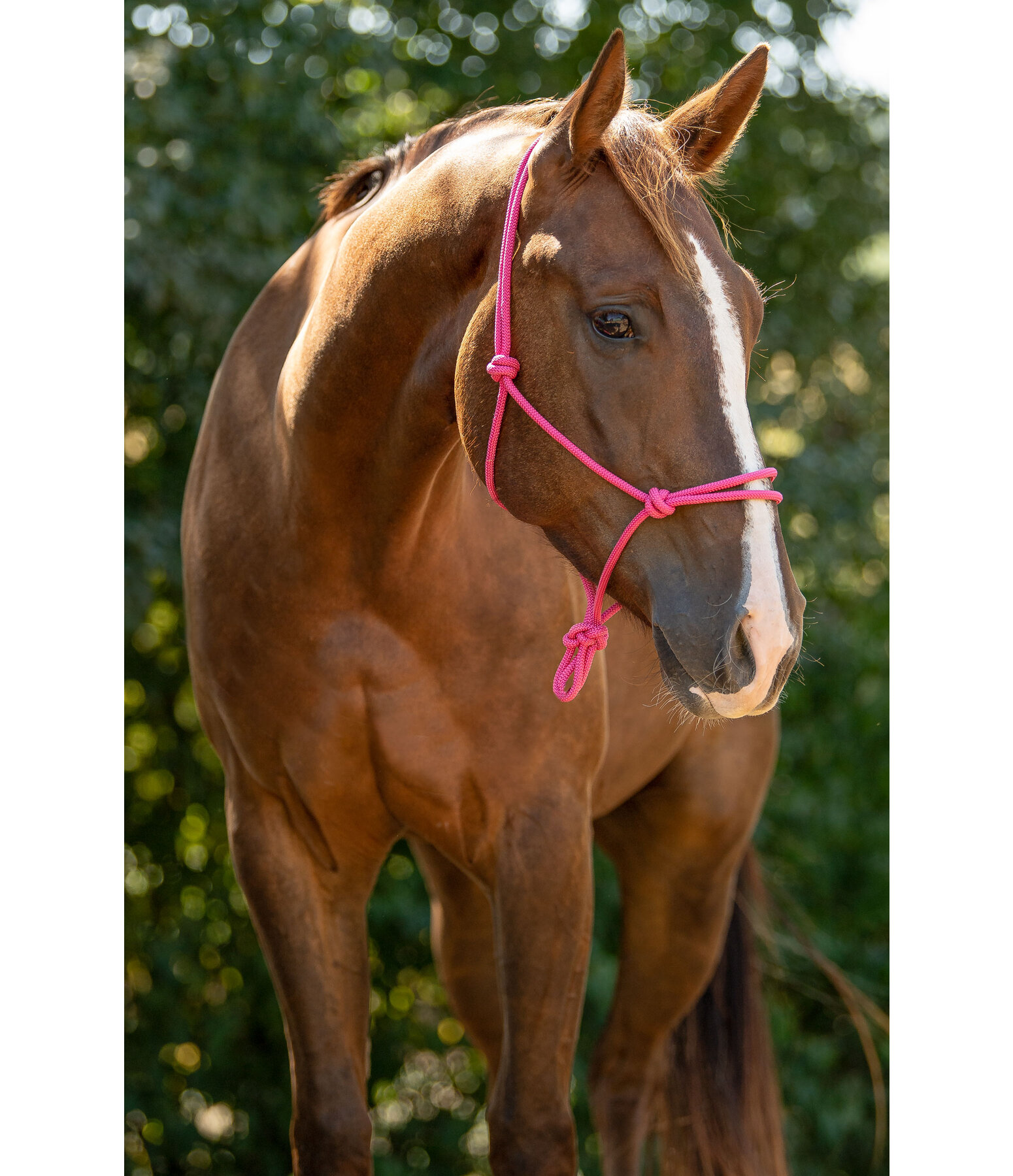 Rope Halter Bo