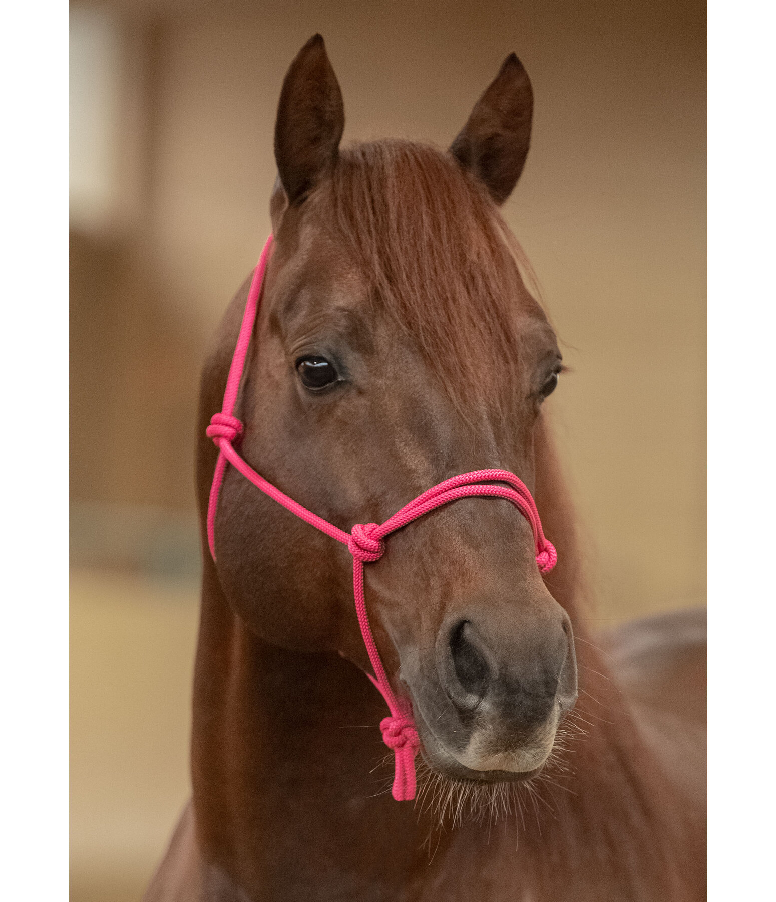 Rope Halter Bo