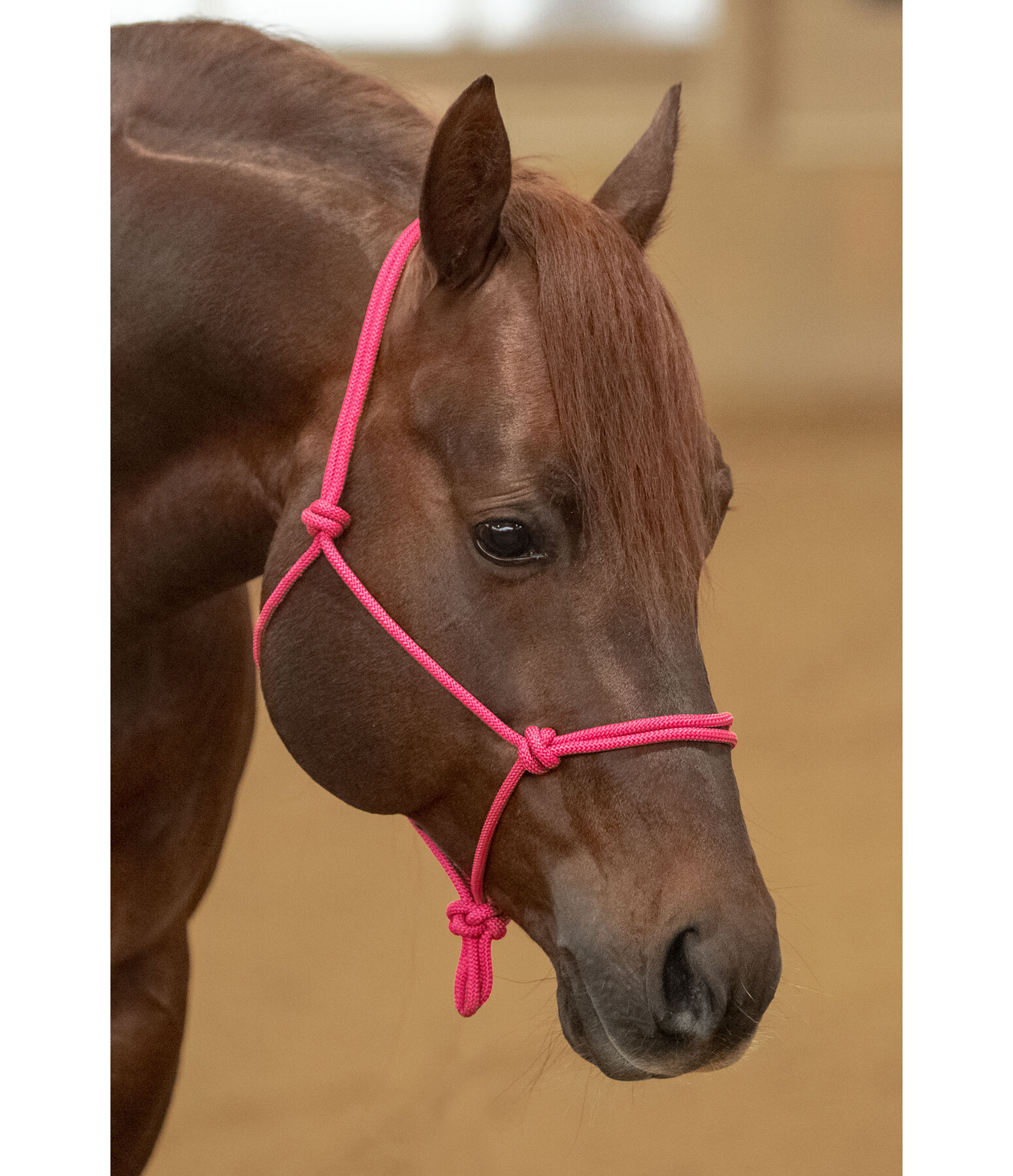 Rope Halter Bo