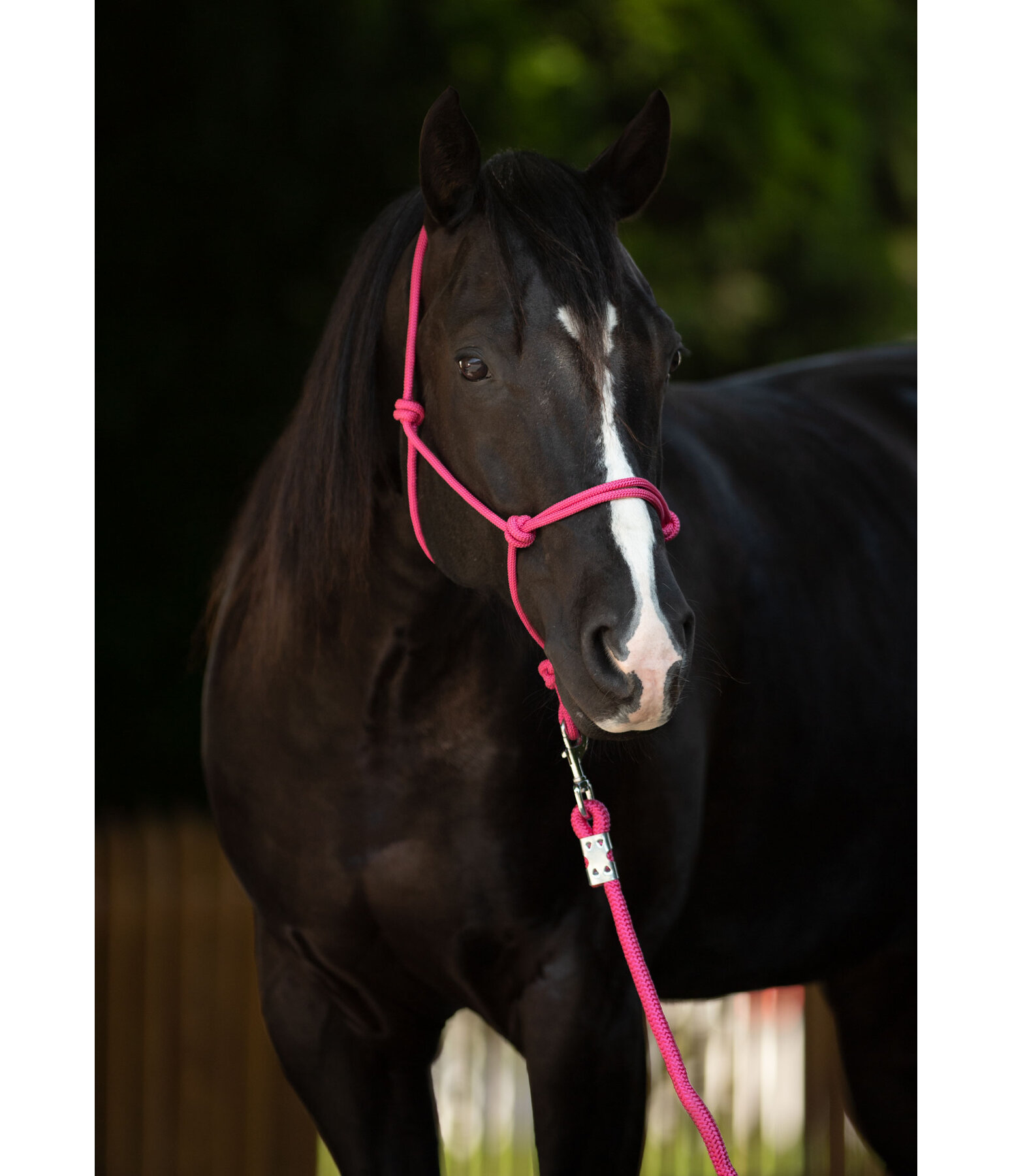 Rope Halter Bo