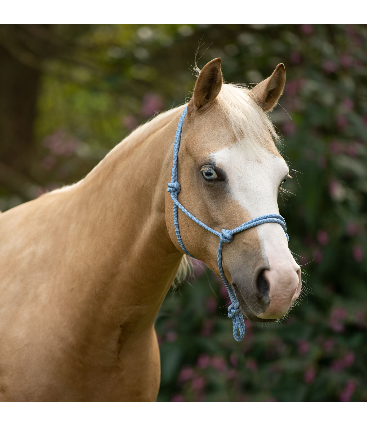 Rope Halter Bo