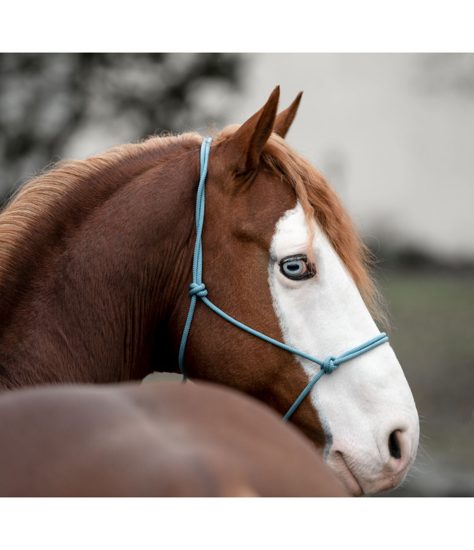 Rope Halter Bo