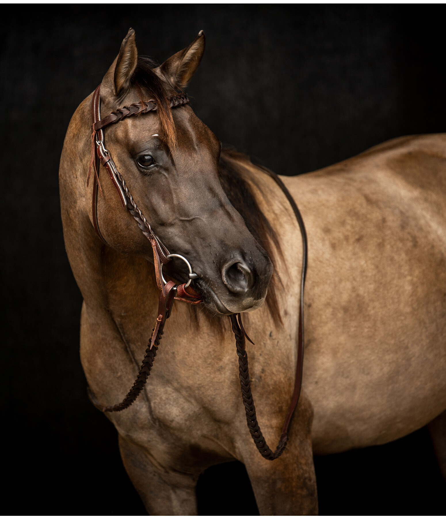 Western Headstall Wilco