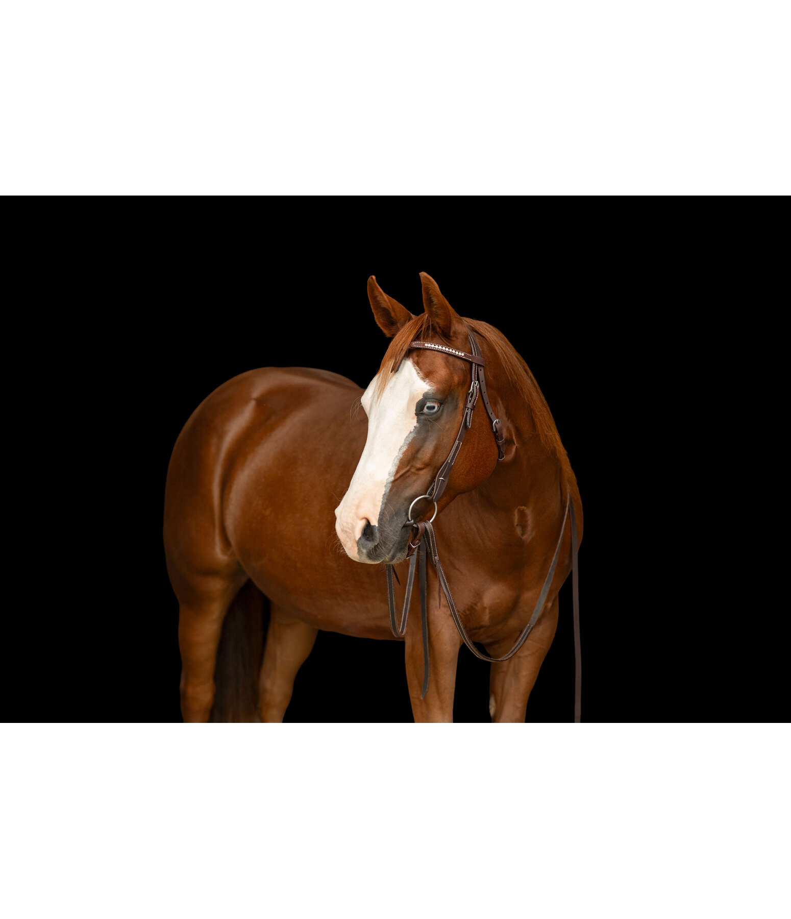 Mix & Match Futurity Knot Browband Crystal