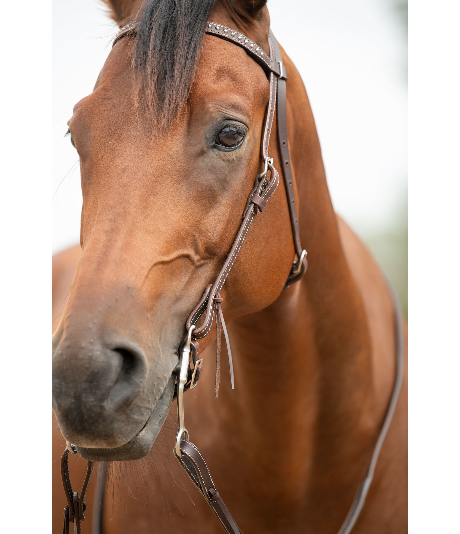 Mix & Match Browband Set Basic