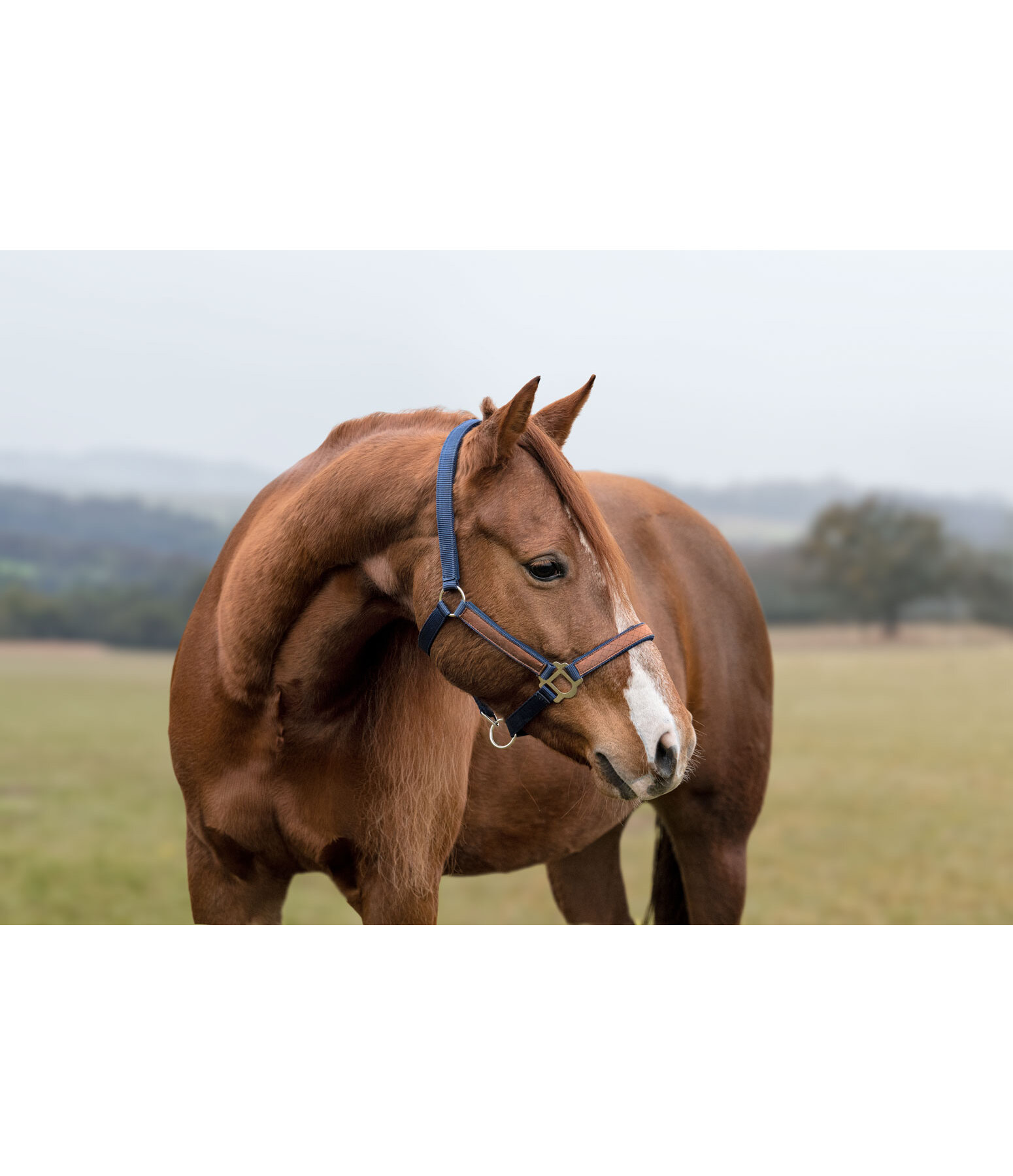 Halter Forster