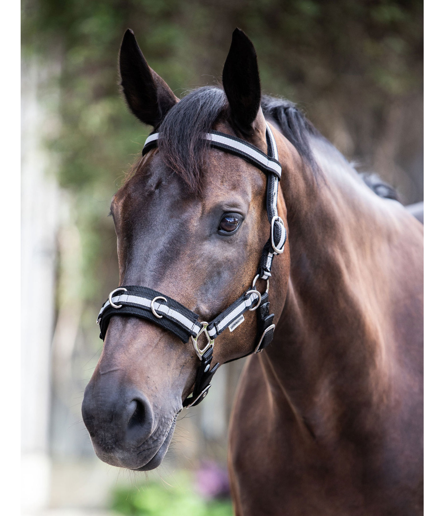 Multifunctional Bridle