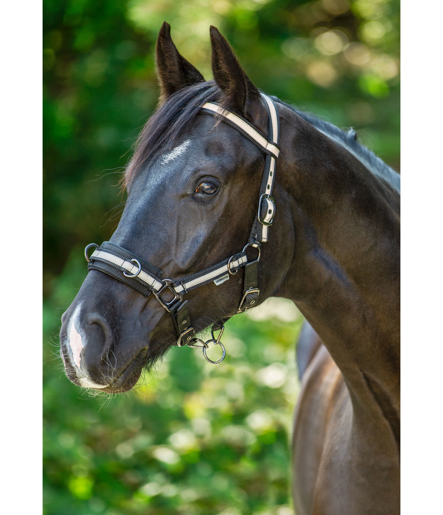 Multifunctional Bridle