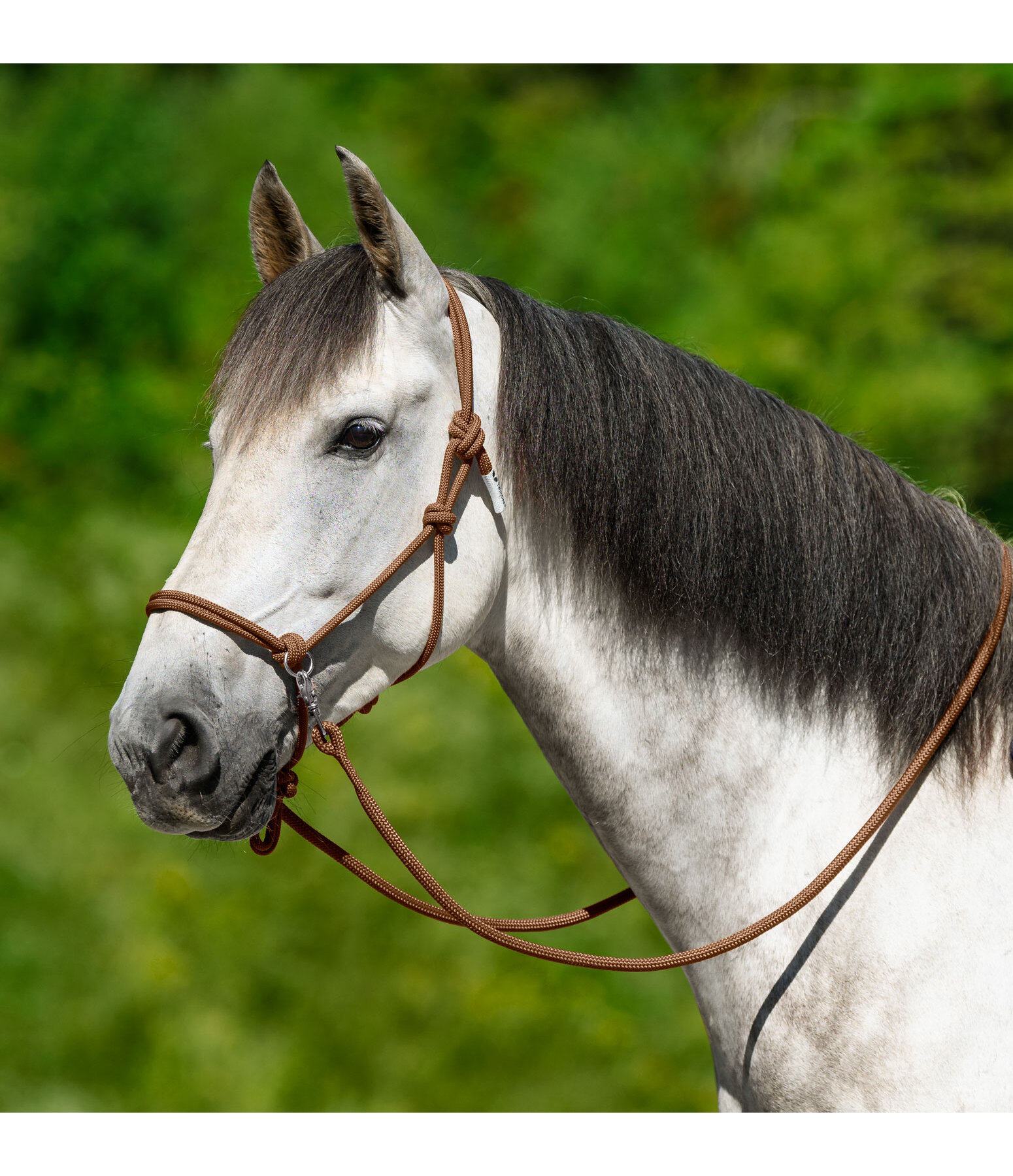 Rope Halter with Reins