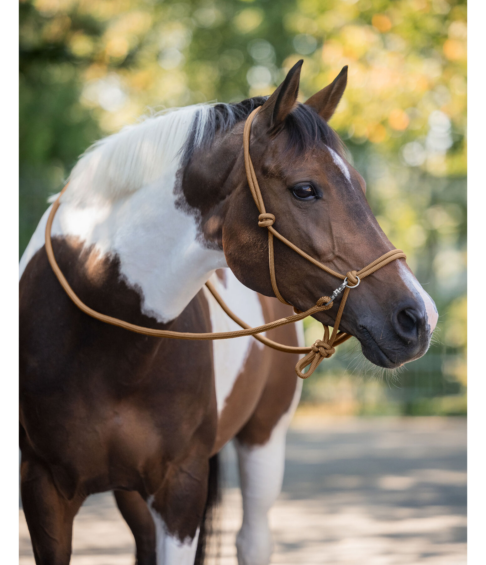 Rope Halter with Reins
