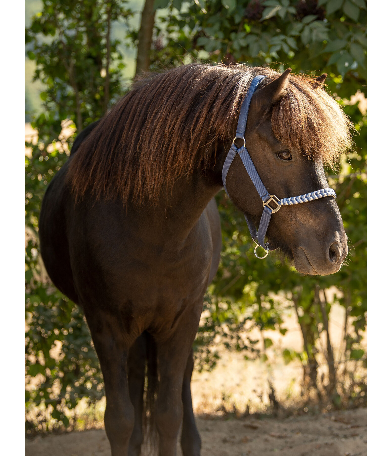 Halter Filo