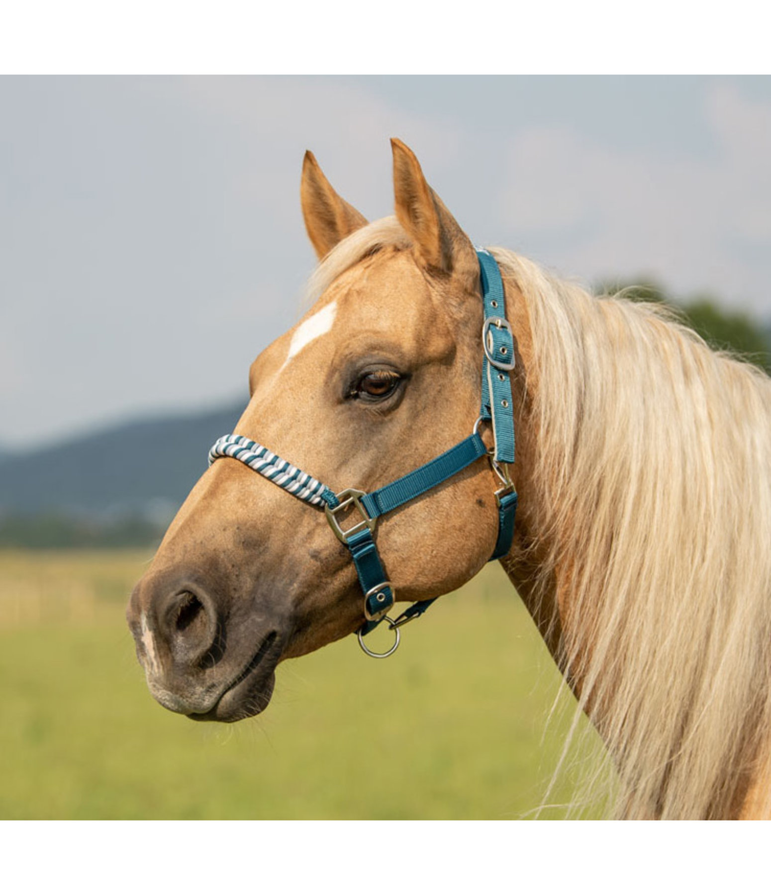 Halter Filo