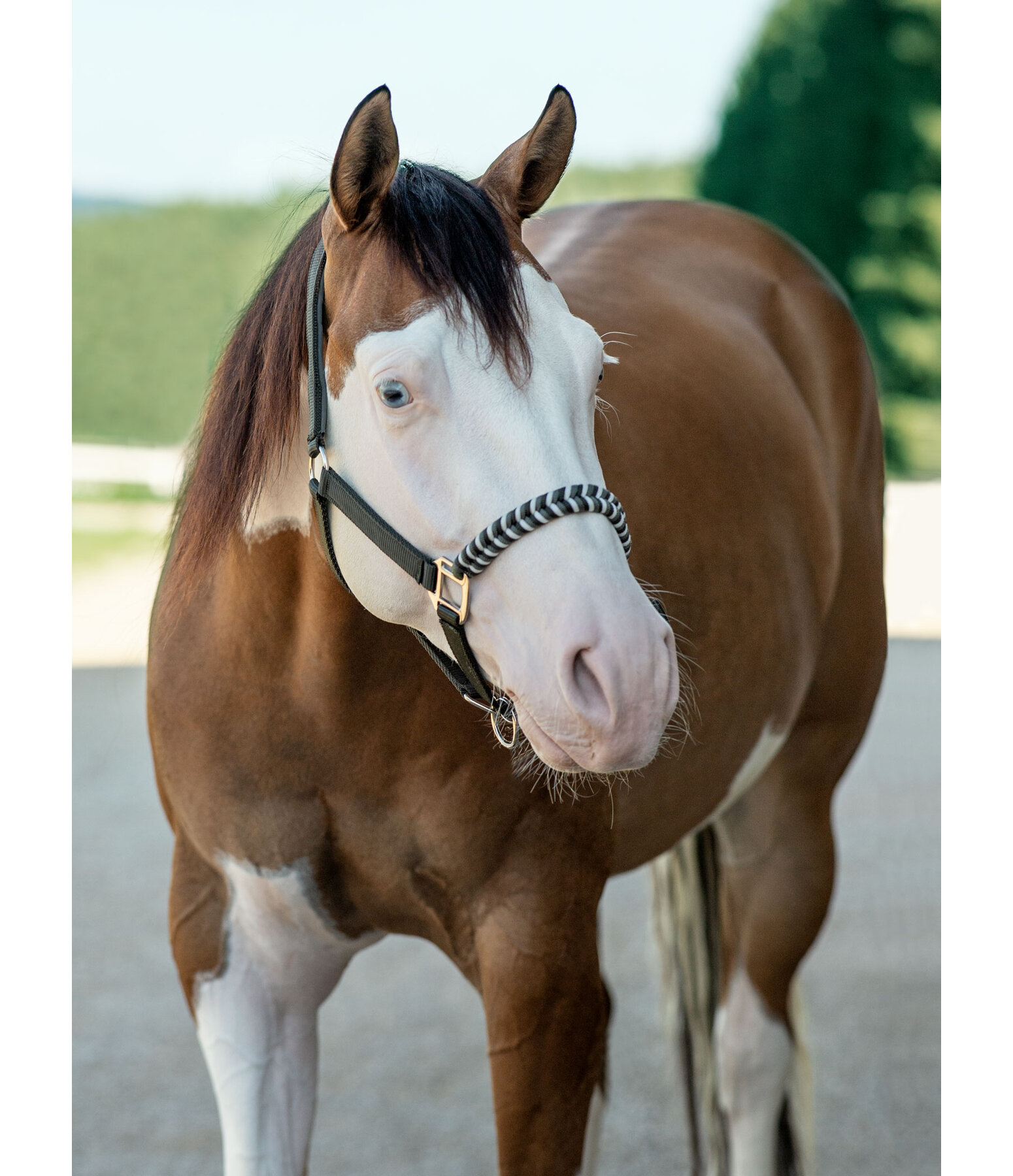 Halter Filo