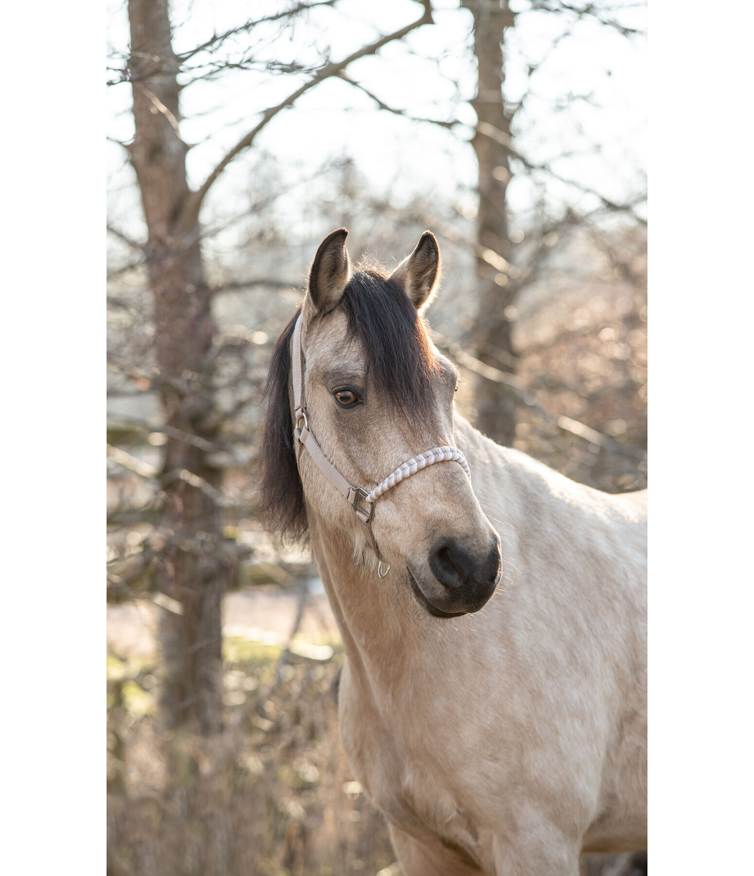 Halter Filo