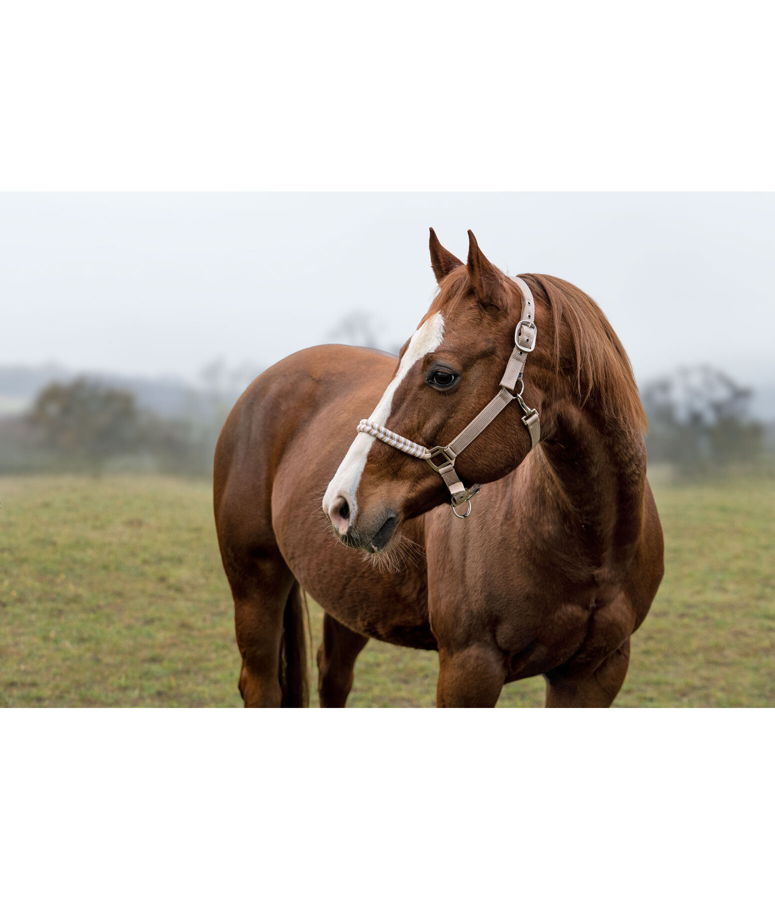 Halter Filo