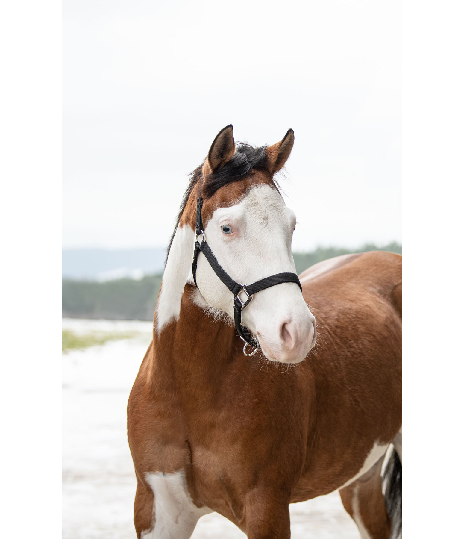 Nylon Headcollar