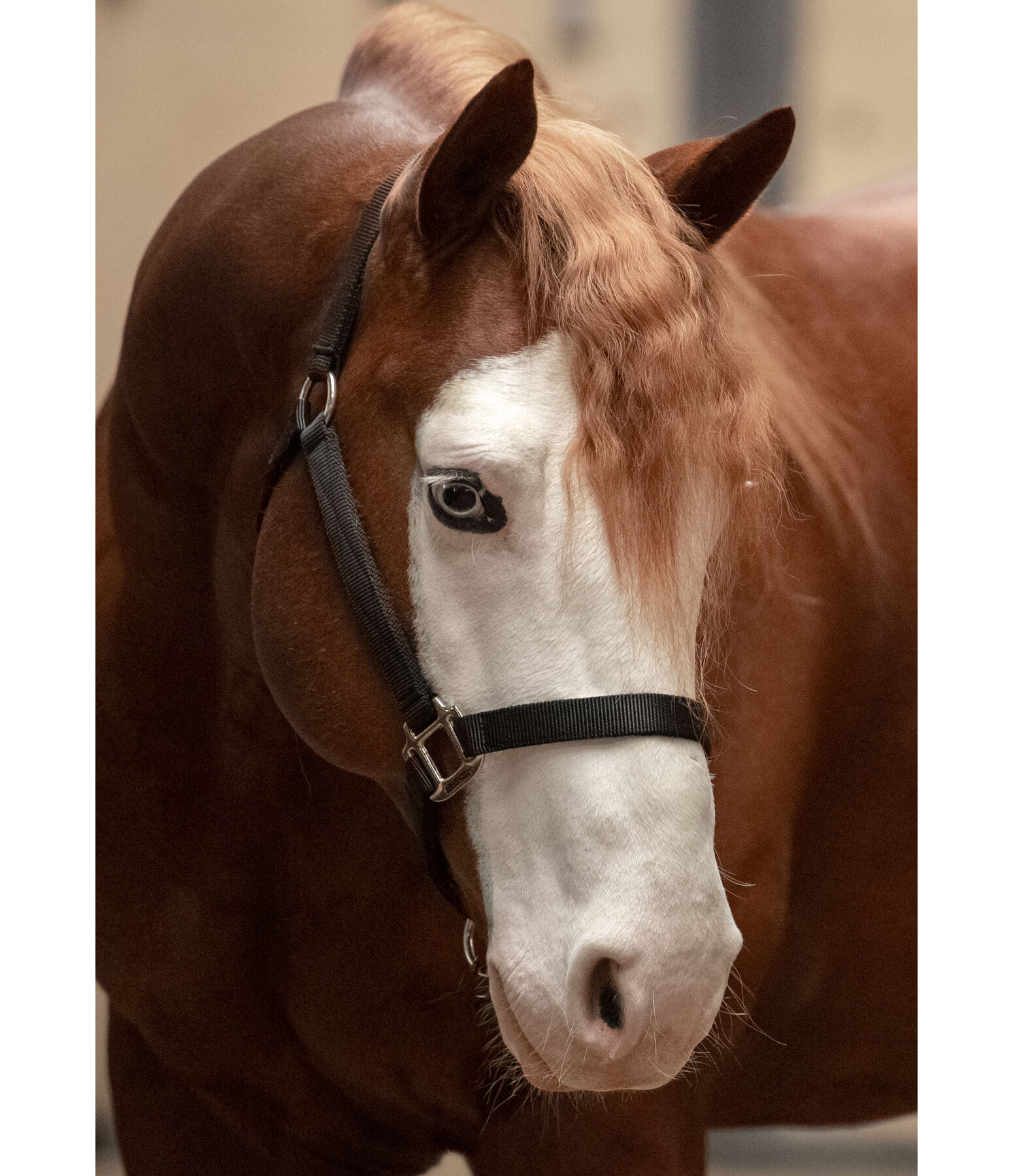 Nylon Headcollar