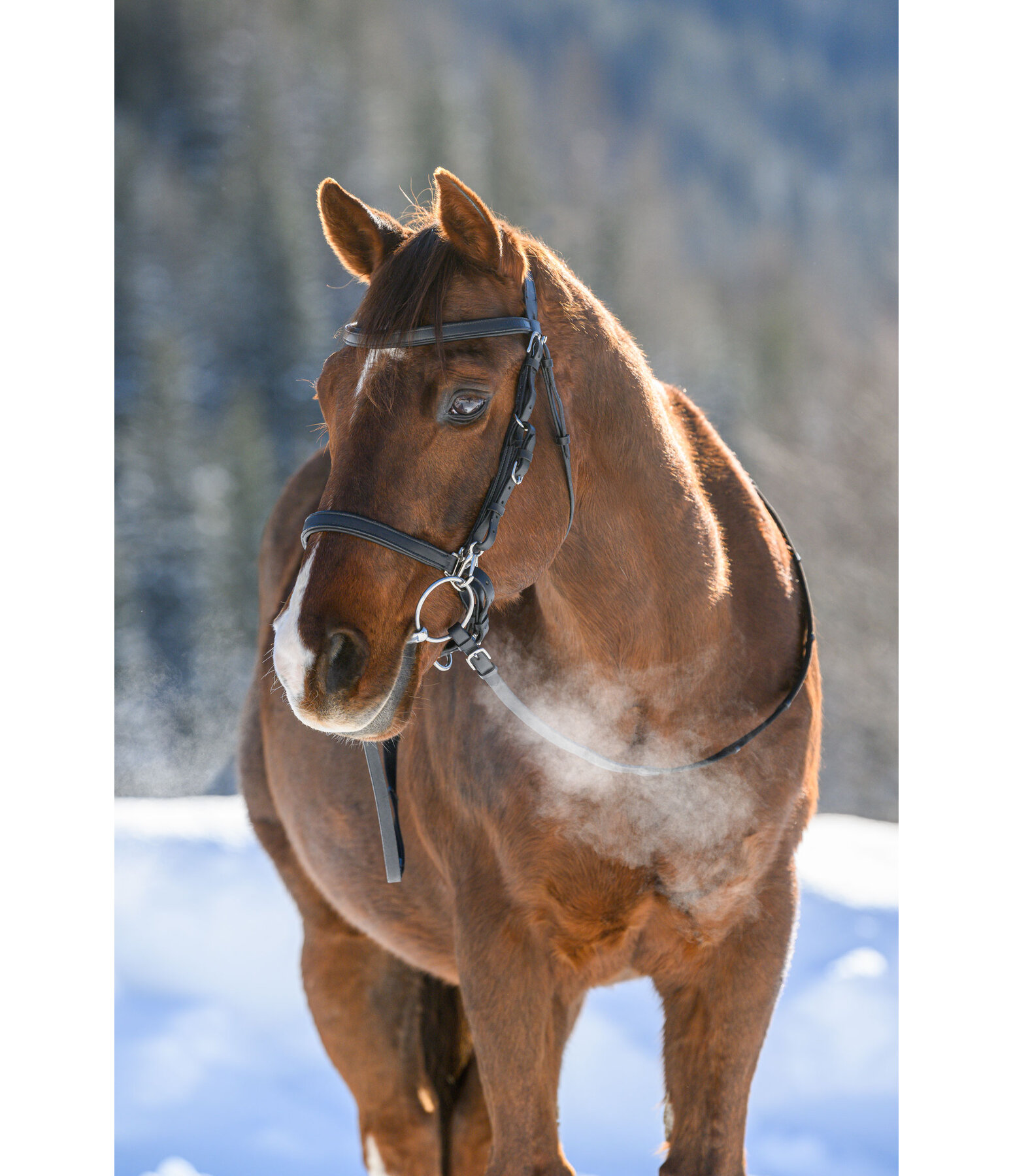 Trekking Bridle Nevada